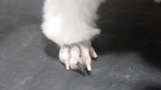 Jeito f&aacute;cil de raspar as patinhas(botinhas de Poodle) dos c&atilde;es