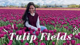 Tulip Fields in The Netherlands | Hillegom | Sea of Tulips