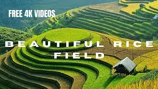 FREE RICE PADDY//PADDY FIELD//NATURE//LAND SCAPE STOCK FOOTAGE - NO COPYRIGHT VIDEO.
