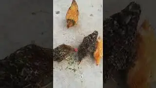 Hen Eating Spinach I Popeye the spinach eating Hen I Murgi Eating Palak