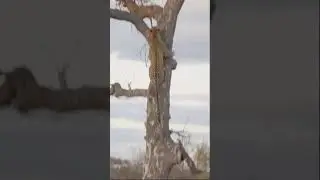 Leopard was scared when he saw Hyena and had to climb the tree