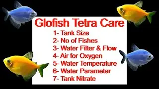 Glo Widow Tetra Fish Care | Glow Tetra Aquarium Guide | Urdu / Hindi