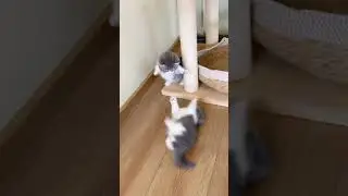 2 Cats Play 'Tom and Jerry' in Real Life! 😺🐭  #CatTomAndJerry #FunnyCatPlay #Feline #CatsInAction
