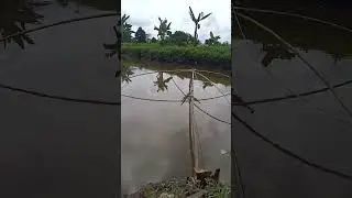 nganco||anco||nangkul