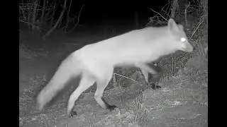 Red fox western Nebraska Nov 2025 6pm