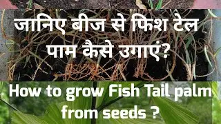 जानिए बीज से फिश टेल पाम कैसे उगाएं? | How to grow Fish Tail palm from seeds ?