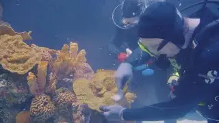 Wonders of Wildlife reopening soon