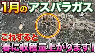 【冬の管理が重要】アスパラガス栽培で今の時期にコレやると大きくて良いものが採れます