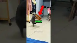 Коты как WWE. 🥶💀 #кот #смешно #животные #wwe