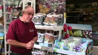 Bloembollen tips | Tuincentrum Rebel