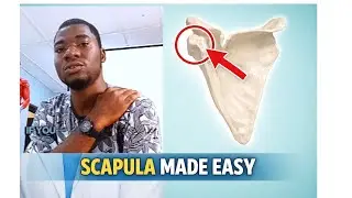 Anatomy of the Scapula | for your upcoming Exams