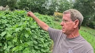 Easy DIY Pole Bean Trellis, 5 t-post 1.5 cattle panels
