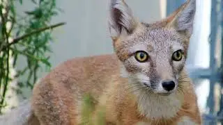 Swift Fox Recovery