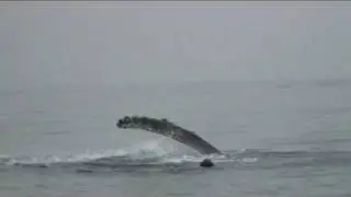 Incredible Humpback Sighting on Capt. Dave's Dolphin & Whale Safari