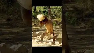 Capuchin, si monyet cerdas