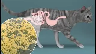 Gastrointestinal Diseases in Cats - GI Parasites