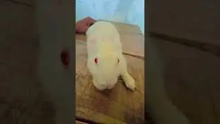 cute rabbat Beautiful/ #animals #reels #rabbit