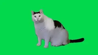 Green Screen huh cat meme video | huh cat meme video | #greenscreenmemes #memes #meme_template