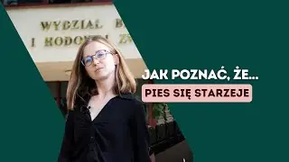 Jak poznać, że pies się starzeje i jak wspierać psiego seniora