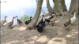 1200 batak pal kar kamay 60000 mahina #duckfarm #duck #duckfarmingbusiness #instagram #duckfarmingbu