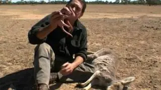 sad kangaroo video