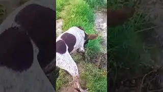 lost of power part 10 dog #short @wildlife animals of sindh