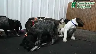 Lively German Shorthaired Pointer Puppies