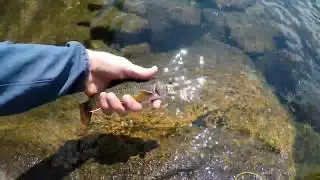 Flyfishing the Alpine Lakes in the Bighorn Mountains