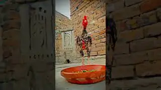 Java Aseel patha full masti #aseel #newbird #bird #rooster #farming #chicken #pureaseel #pigeon #