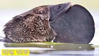 মাস্ক ডাক | Musk Duck