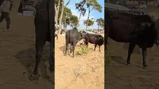 Kylli tikna natre #trendingshorts #animals #online #viralvideo
