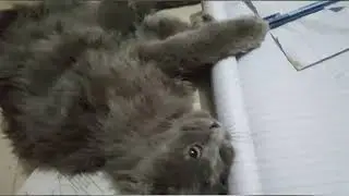 Cat solo video❤️ || cute cats&hearts;️ || funny tricks💖 || late nights📹 moments 💞💝📸