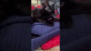 How Cats Clean Themselves #cat #subscribe #funnycats #cat #cats #catblogger #catman #felinefriendly