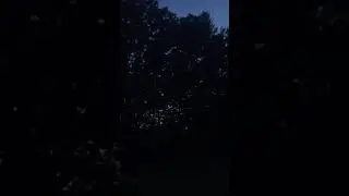 AMAZING Hooting Owls!!