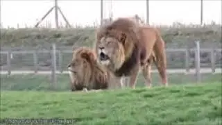 World 10 most unique species of lion