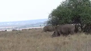 UNBREAKABLE Bond! 💖 Rhino and Zebra Prove HARMONY Exists in the Wild!