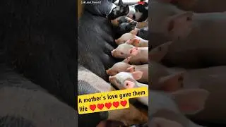 Newborn Piglets Sharing a Peaceful Feeding Moment with Their Loving Mom 🐷💗 #BabyAnimals