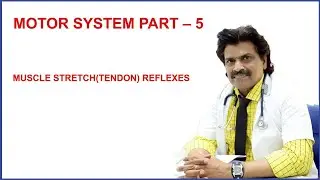 MOTOR SYSTEM - PART 5 ,MUSCLE STRETCH (TENDON ) REFLEXES