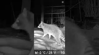 Trail Cam Captures Unexacted raccoon's behavior  #raccoon