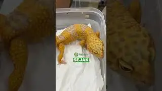 Kenalan yuk sama jenis albino leopard gecko yang satu ini: Tremper! 🥳 #albino #gecko #leopardgecko
