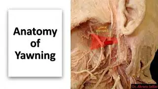 Anatomy of yawning