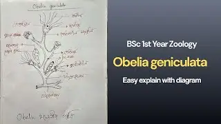 Obelia geniculata diagram explain | Bsc Hons 1st Year | Zoology