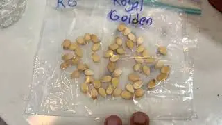 Royal Golden Watermelon Seeds Germinating After 24+ Hours! No Soil, Only Water & A Napkin 06/14/2022