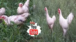 Relaxing time with white families