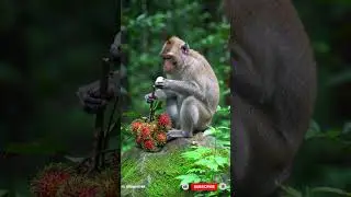 Jungle Bites &ndash; Monkey Enjoys His Favorite Treats!
