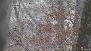 2022 Thanksgiving WV Hunt