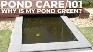 Pond Care 101 - Why Is My Pond Green? Understanding Why Water Turns Green And What To Do About It