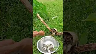 Amazing plastic pipe fishing trap #reels #fishing #fishingtrip #fishvideo #Amazing