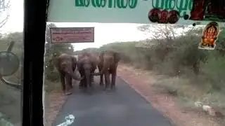 Three elephants way laid a bus near the forest check post on the way to Thengumarada
