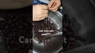 Eating ant eggs
